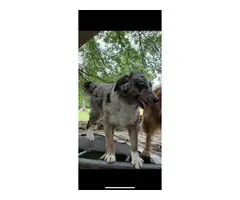 Beautiful Aussie puppies for sale - 12