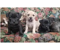 American Pocket Bullie Pups Tri / Lilac - 2