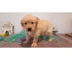 AKC Registered Golden Retrevier puppy