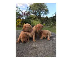 AKc Registered Labrador Retriever Puppies