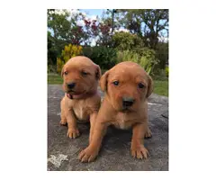 AKc Registered Labrador Retriever Puppies - 4