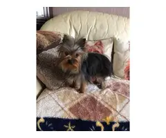 Beautiful Yorkshire Terrier Girl 8 Months Old
