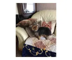 Beautiful Yorkshire Terrier Girl 8 Months Old - 2
