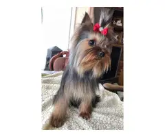 Beautiful Yorkshire Terrier Girl 8 Months Old - 3