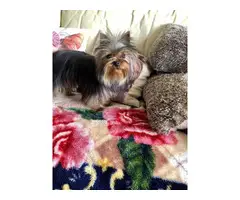 Beautiful Yorkshire Terrier Girl 8 Months Old - 4