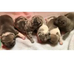 Extremely Beautiful French Bulldogs for sale