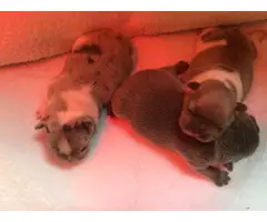 Extremely Beautiful French Bulldogs for sale - 4