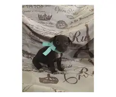 Teacup Chihuahua puppies for sale - 1