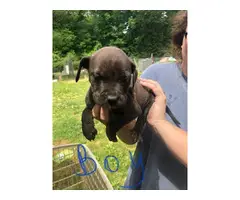 Two girls and four boys American bully / Labrador puppies - 6