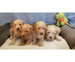 Golden retirver Puppies - Fluffy Carriers