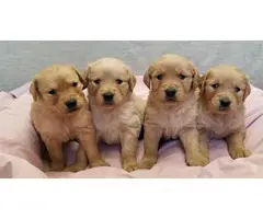 Golden retirver Puppies - Fluffy Carriers - 2