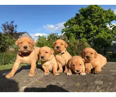 Labrador Puppies - 2