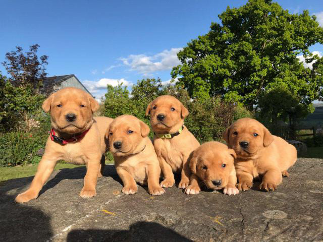 labrador teddies