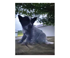 Purebred Australian cattle dog puppies in Columbia ...