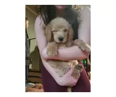 7 Double doodle pups available for sale