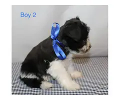 5 males and 1 female Miniature schnauzers puppies - 4
