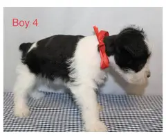 5 males and 1 female Miniature schnauzers puppies - 7