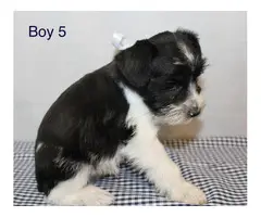 5 males and 1 female Miniature schnauzers puppies - 8
