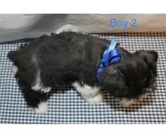 5 males and 1 female Miniature schnauzers puppies - 10