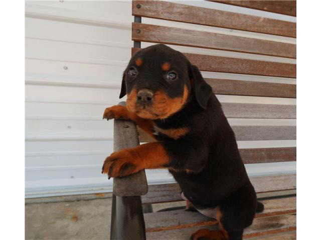 Black Rottweiler puppies in El Paso, Texas - Puppies for ...