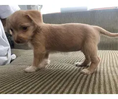 12 weeks chihuahua puppies looking for a new home - 5