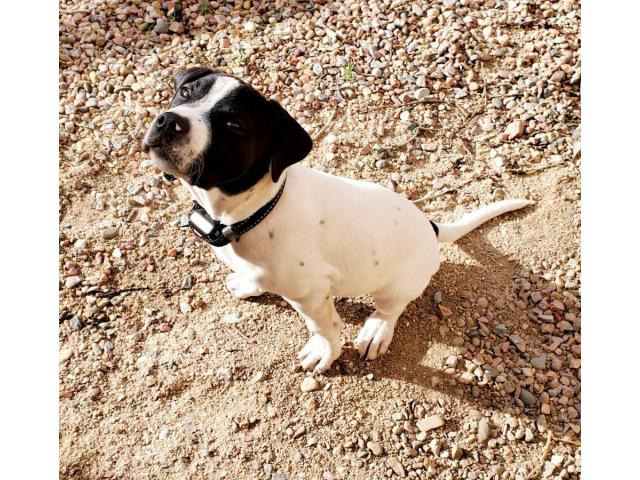 3 months old male American bully puppy in Colorado Springs, Colorado