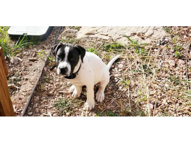 3 months old male American bully puppy - 4/5
