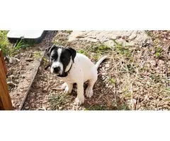 3 months old male American bully puppy - 4