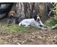 German Wirehaired Pups available - 3