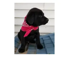 One black lab puppy for sale - 2