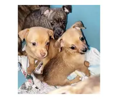 Beautiful mini chihuahua puppies for sale - 3