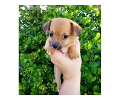 Beautiful mini chihuahua puppies for sale - 4