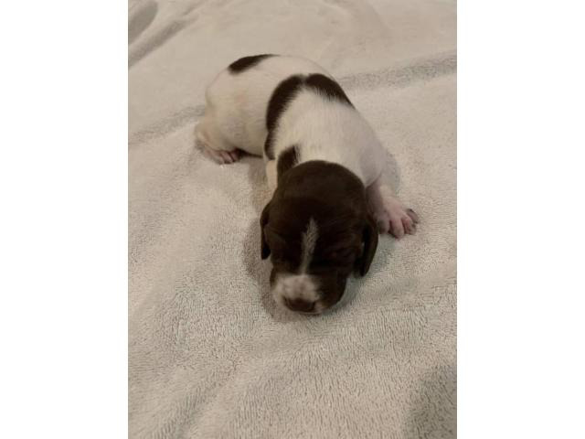 Liver / white ticked German Shorthaired Pointer puppies available in