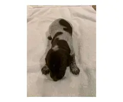 Liver / white ticked German Shorthaired Pointer puppies available - 6