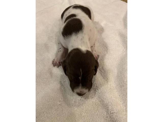 Liver / white ticked German Shorthaired Pointer puppies available in