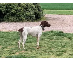 Liver / white ticked German Shorthaired Pointer puppies available - 9