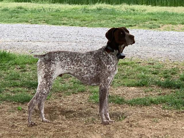 Liver / white ticked German Shorthaired Pointer puppies available in Chesapeake, Virginia ...