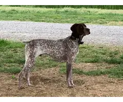 Liver / white ticked German Shorthaired Pointer puppies available - 10
