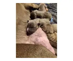 4 bluenose pit bull puppies - 2