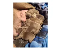 4 bluenose pit bull puppies - 3