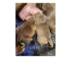 4 bluenose pit bull puppies - 4