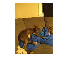 4 bluenose pit bull puppies - 5