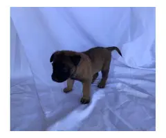 6 Full bred Belgian Malinois puppies available - 5
