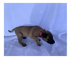 6 Full bred Belgian Malinois puppies available - 7