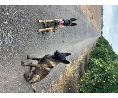 6 Full bred Belgian Malinois puppies available - 8