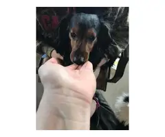 Sweet Male Dachshunds for rehoming
