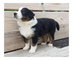 English Shepherd puppy for sale