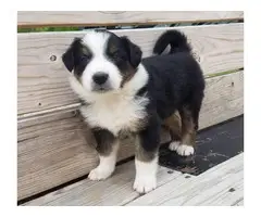 English Shepherd puppy for sale - 2