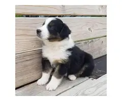 English Shepherd puppy for sale - 3