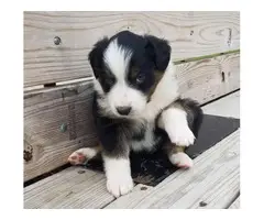 English Shepherd puppy for sale - 4